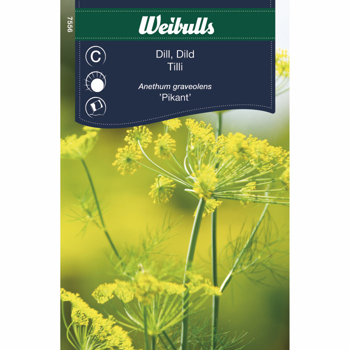 Dill 'Pikant'